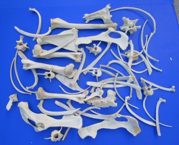  3.5 pounds Assorted Animal Bones of Wild Hog and Whitetail Deer 2-1/2 to 10-3/4 inches - Buy these for $47.50 