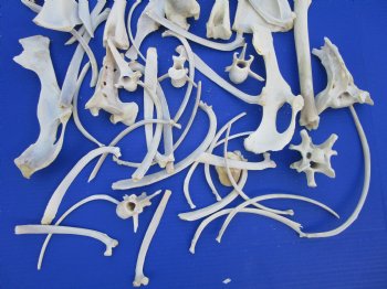  3.5 pounds Assorted Animal Bones of Wild Hog and Whitetail Deer 2-1/2 to 10-3/4 inches - Buy these for $47.50 