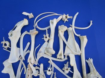  3.5 pounds Assorted Animal Bones of Wild Hog and Whitetail Deer 2-1/2 to 10-3/4 inches - Buy these for $47.50 