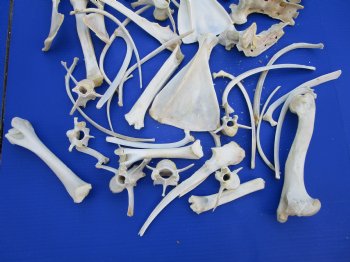 4 pounds Assorted Animal Bones of Wild Hog and Whitetail Deer 1 to 10 inches - Buy these for $49.99