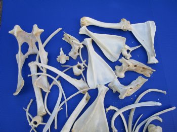 4 pounds Assorted Animal Bones of Wild Hog and Whitetail Deer 1 to 10 inches - Buy these for $49.99