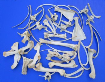 3.25 pounds Assorted Animal Bones of Wild Hog and Whitetail Deer 2 to10 inches - Buy these for $39.99