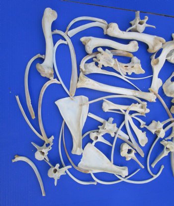 3.25 pounds Assorted Animal Bones of Wild Hog and Whitetail Deer 2 to10 inches - Buy these for $39.99