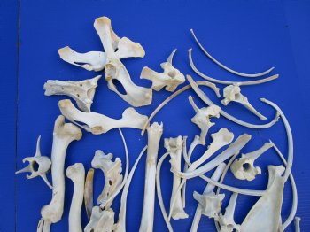 3.25 pounds Assorted Animal Bones of Wild Hog and Whitetail Deer 2 to10 inches - Buy these for $39.99