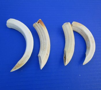 Four Wild Boar Tusks, 4 to 6 inches - Buy for $7.50 each