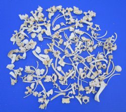 200 Assorted Tiny and Small Animal Bones 1/4 to 2 inches - Buy these for .33 each