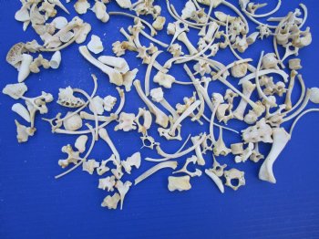 200 Assorted Tiny and Small Animal Bones 1/4 to 2 inches - Buy these for .33 each