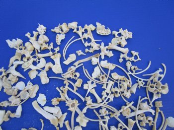 200 Assorted Tiny and Small Animal Bones 1/4 to 2 inches - Buy these for .33 each