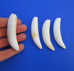 Four Large Florida ...