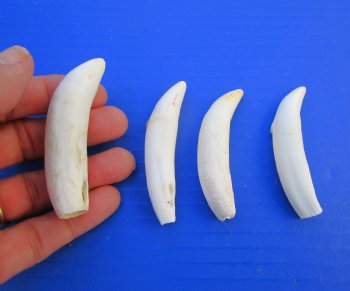 Four Large Florida Alligator Teeth for Sale 2-7/8 to 3 inches - Buy these for $39.99