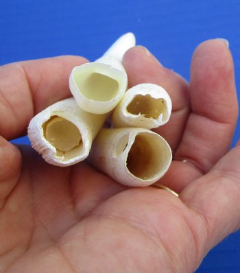 Four Large Florida Alligator Teeth for Sale 2-7/8 to 3 inches - Buy these for $39.99