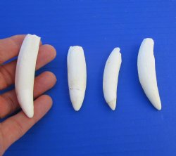 Four Large Florida Alligator Teeth for Sale 2-1/2 and 2-7/8 inches - Buy these for $29.99
