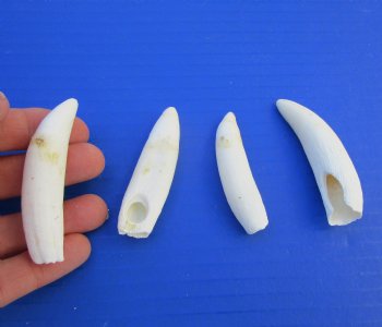 Four Large Florida Alligator Teeth for Sale 2-1/2 and 2-7/8 inches - Buy these for $29.99