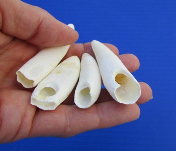 Four Large Florida Alligator Teeth for Sale 2-1/2 and 2-7/8 inches - Buy these for $29.99