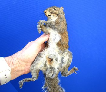 Preserved Full Body Squirrel, 16 inches long for $49.99