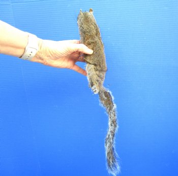 Preserved Full Body Squirrel, 16 inches long for $49.99