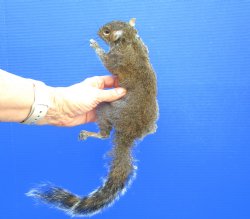 Preserved Full Body Squirrel, 13-1/2 inches long for $49.99