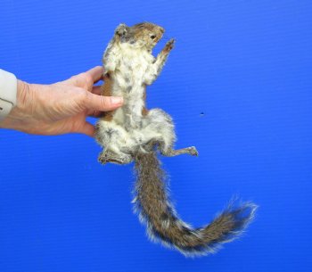 Preserved Full Body Squirrel, 13-1/2 inches long for $49.99