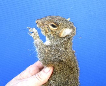 Preserved Full Body Squirrel, 13-1/2 inches long for $49.99