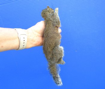 Preserved Full Body Squirrel, 13-1/2 inches long for $49.99