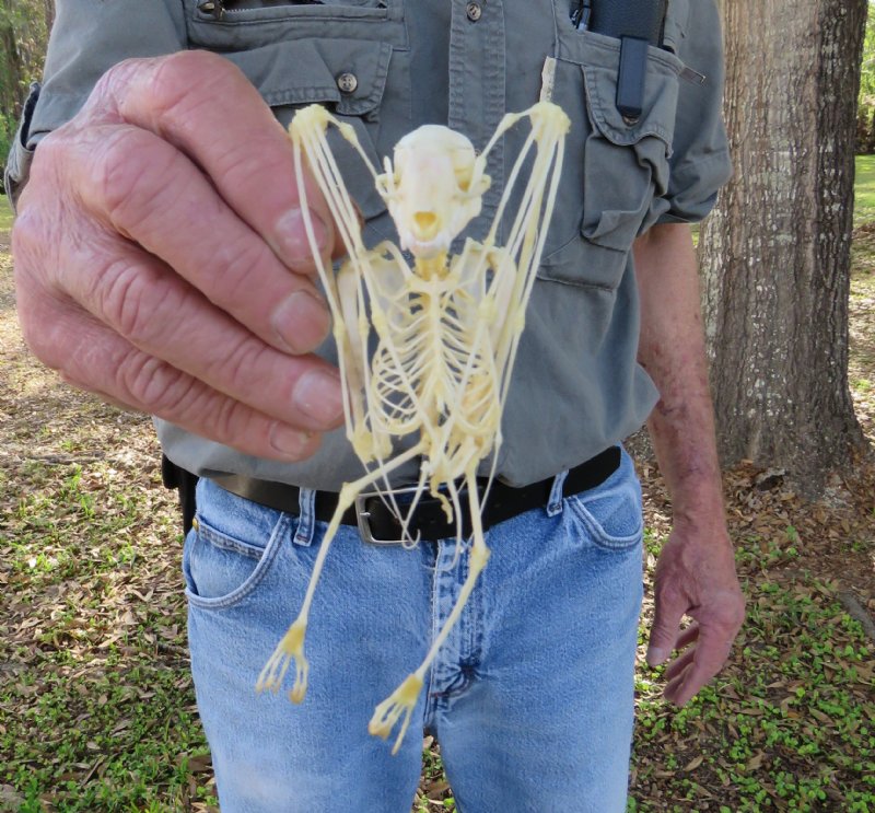61/2 inches tall Authentic Fruit Bat Skeleton with Wings Folded 32.99