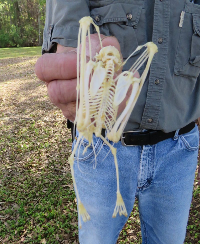 61/2 inches tall Authentic Fruit Bat Skeleton with Wings Folded 32.99