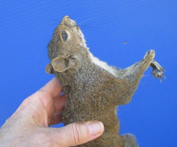 Preserved Full Body Squirrel, 14-1/2 inches long for $49.99