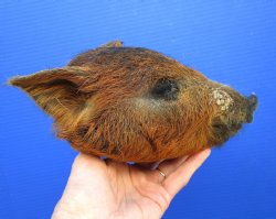 Preserved Georgia W...