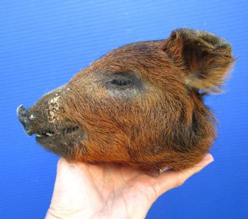Preserved Georgia Wild Boar Head with Auburn Fur, 8-1/4 by 5 inches for $49.99