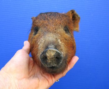 Preserved Georgia Wild Boar Head with Auburn Fur, 8-1/4 by 5 inches for $49.99