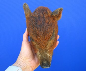 Preserved Georgia Wild Boar Head with Auburn Fur, 8-1/4 by 5 inches for $49.99