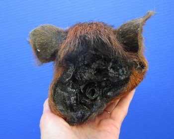 Preserved Georgia Wild Boar Head with Auburn Fur, 8-1/4 by 5 inches for $49.99
