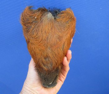 Preserved Georgia Wild Boar Head with Auburn Fur, 8-1/4 by 5 inches for $49.99