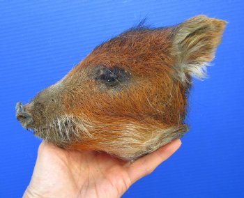 Preserved Georgia Wild Boar Head with Auburn Fur, 6-3/4 x 4-1/4 inches for $49.99