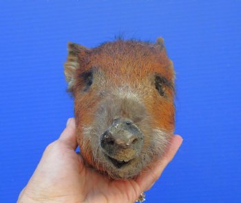 Preserved Georgia Wild Boar Head with Auburn Fur, 6-3/4 x 4-1/4 inches for $49.99