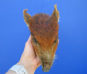 Preserved Georgia Wild Boar Head with Auburn Fur, 6-3/4 x 4-1/4 inches for $49.99