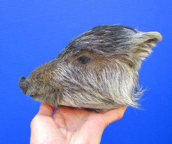 Preserved Georgia Wild Boar Head, 8 x 4 inches for $49.99