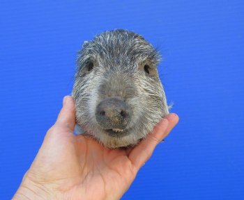 Preserved Georgia Wild Boar Head, 8 x 4 inches for $49.99