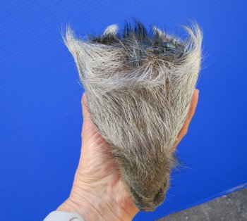 Preserved Georgia Wild Boar Head, 8 x 4 inches for $49.99