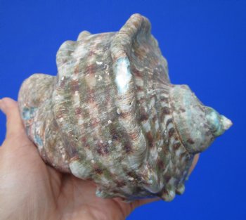 Natural Turbo Marmoratus, 5-1/2 x 6 inches, Great Green Turban - Buy this one for $32.99