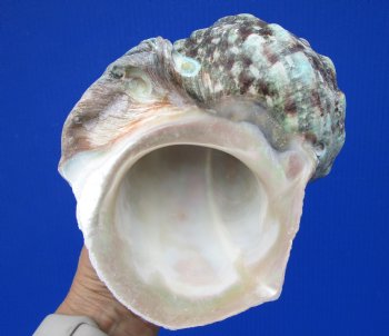 Natural Turbo Marmoratus, 5-1/2 x 5-3/4 inches, Great Green Turban - Buy this one for $32.99