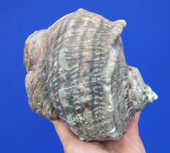 Authentic Turbo Marmoratus 5-1/2 x 5-1/2 inches, Great Green Turban - Buy this one for $32.99