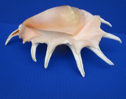 Giant Spider Conch ...