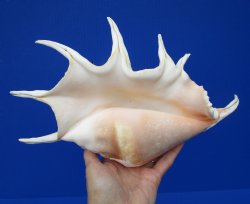 Giant Spider Conch ...