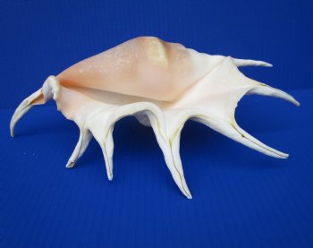 Giant Spider Conch Shell with Long Spines, 12-7/8 by 7-3/4 inches - Buy this one for $17.99