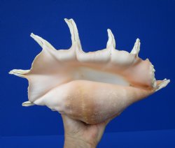 Giant Spider Conch ...