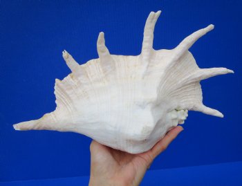 Giant Spider Conch Shell with Long Spines, 13 by 8-1/4 inches - Buy this one for $21.99