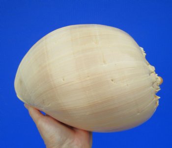 9-1/2 inches Large Crowned Baler Melon Shell for Sale - Buy this one for $12.99