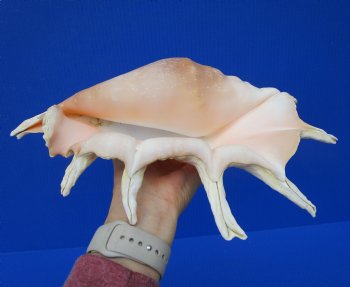 Giant Spider Conch Shell with Long Spines, 13 by 8-1/4 inches - Buy this one for $21.99