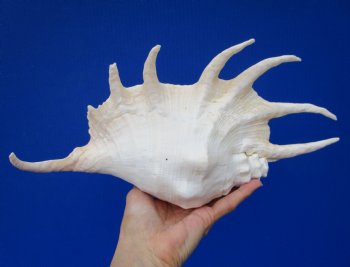 Giant Spider Conch Shell with Long Spines, 12-3/4 by 7 inches  - Buy this one for $17.99